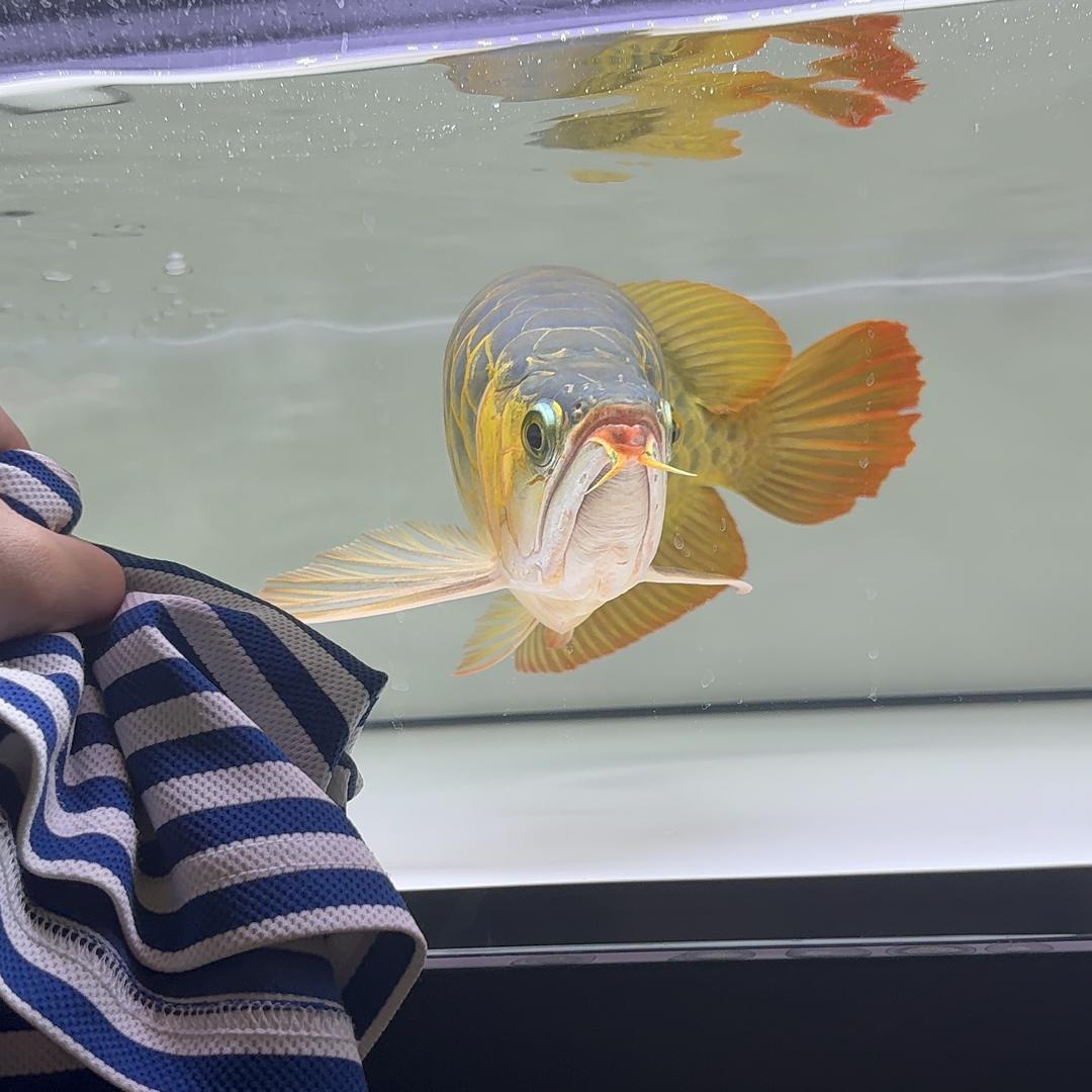 看看啊格养龍魚