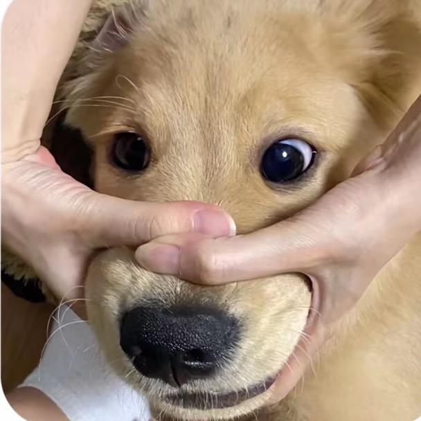 半岛铁头