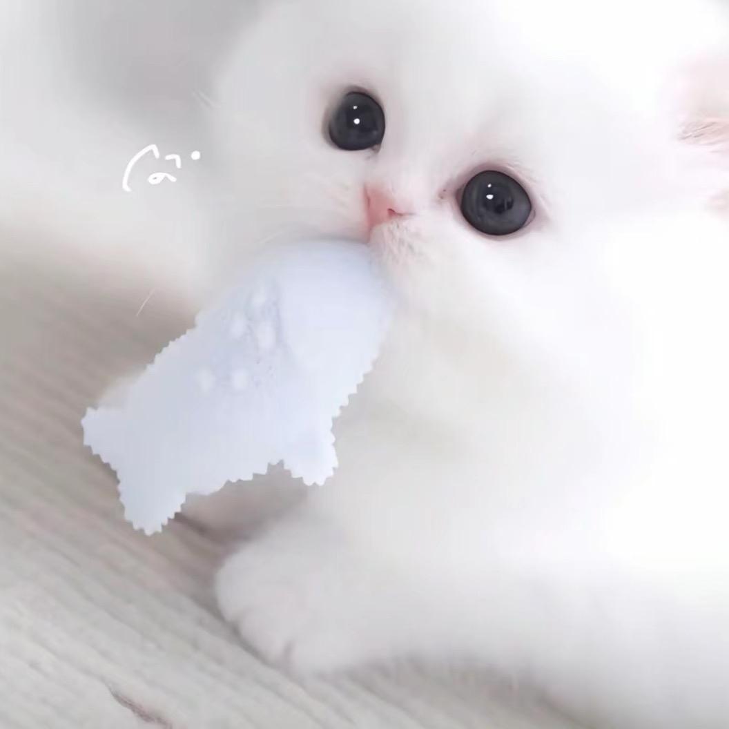 式槐