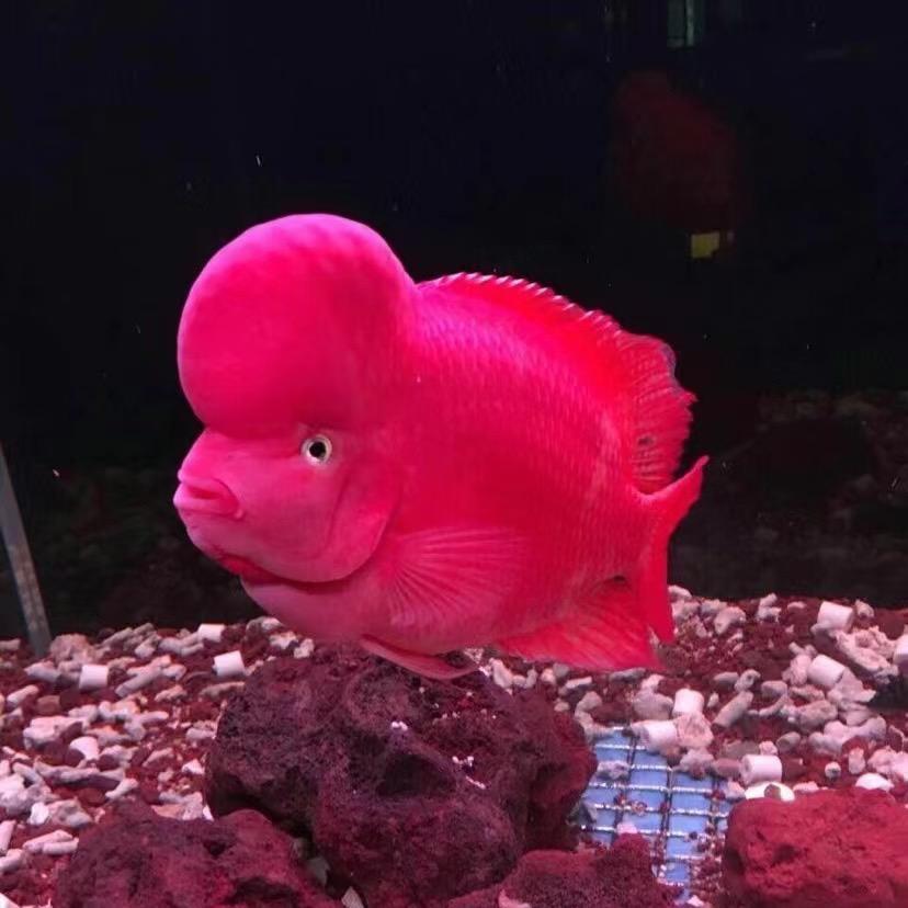 德意红马罗汉鱼