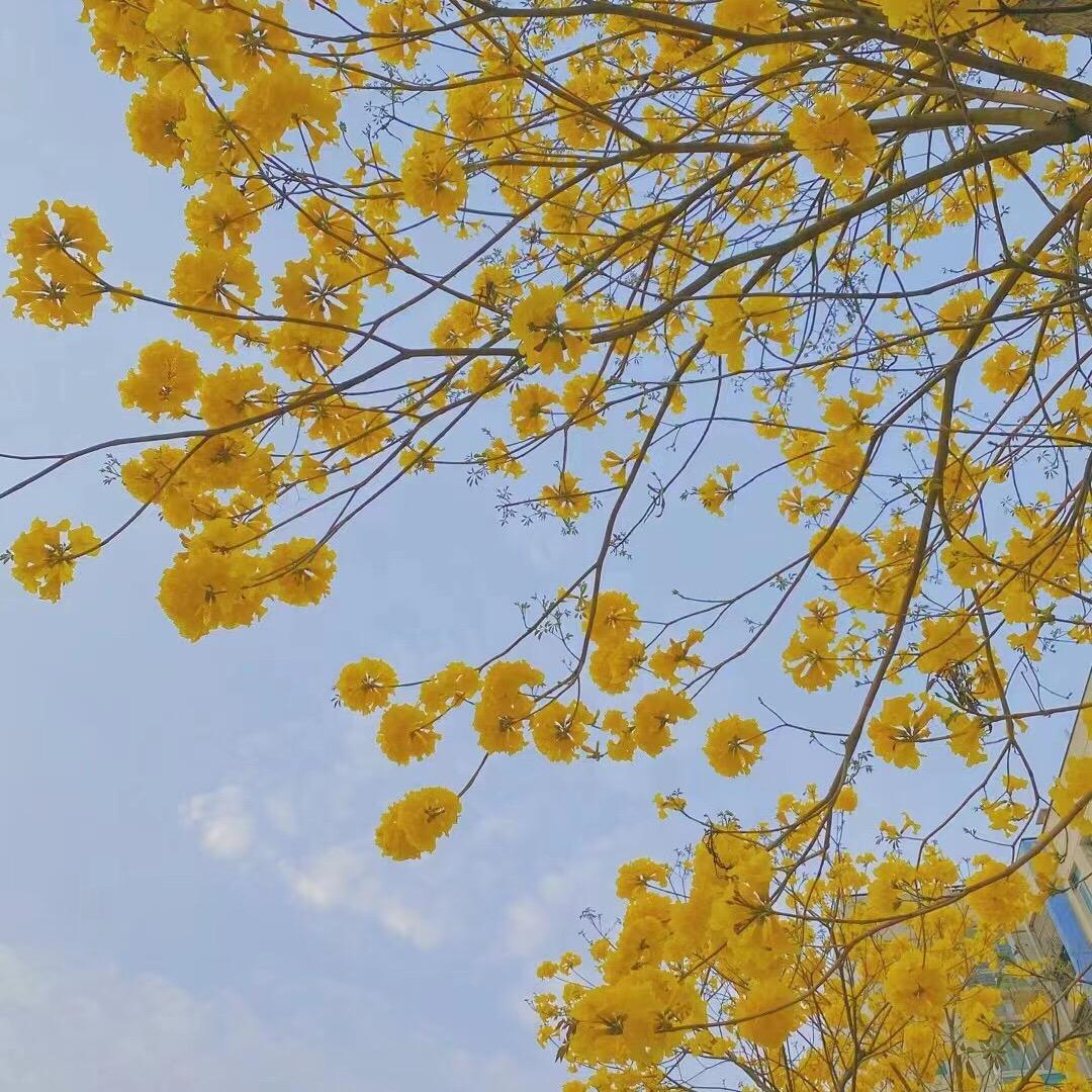 是高高呀