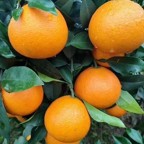 蒲江耙耙安猕猴桃代收代发