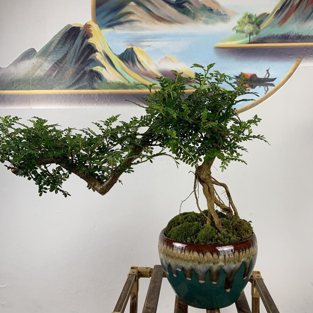 小老弟盆景