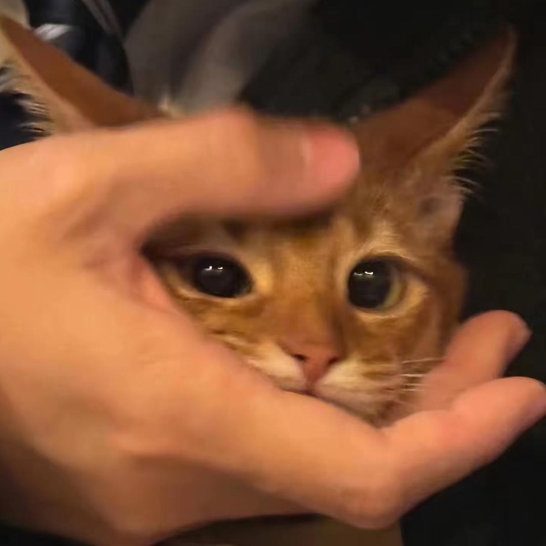 无敌暴风恐龙战神