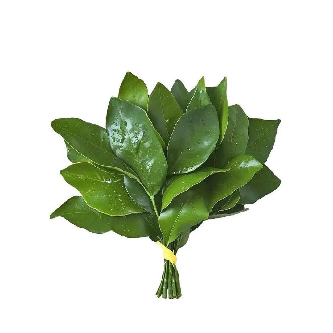 蒋大大