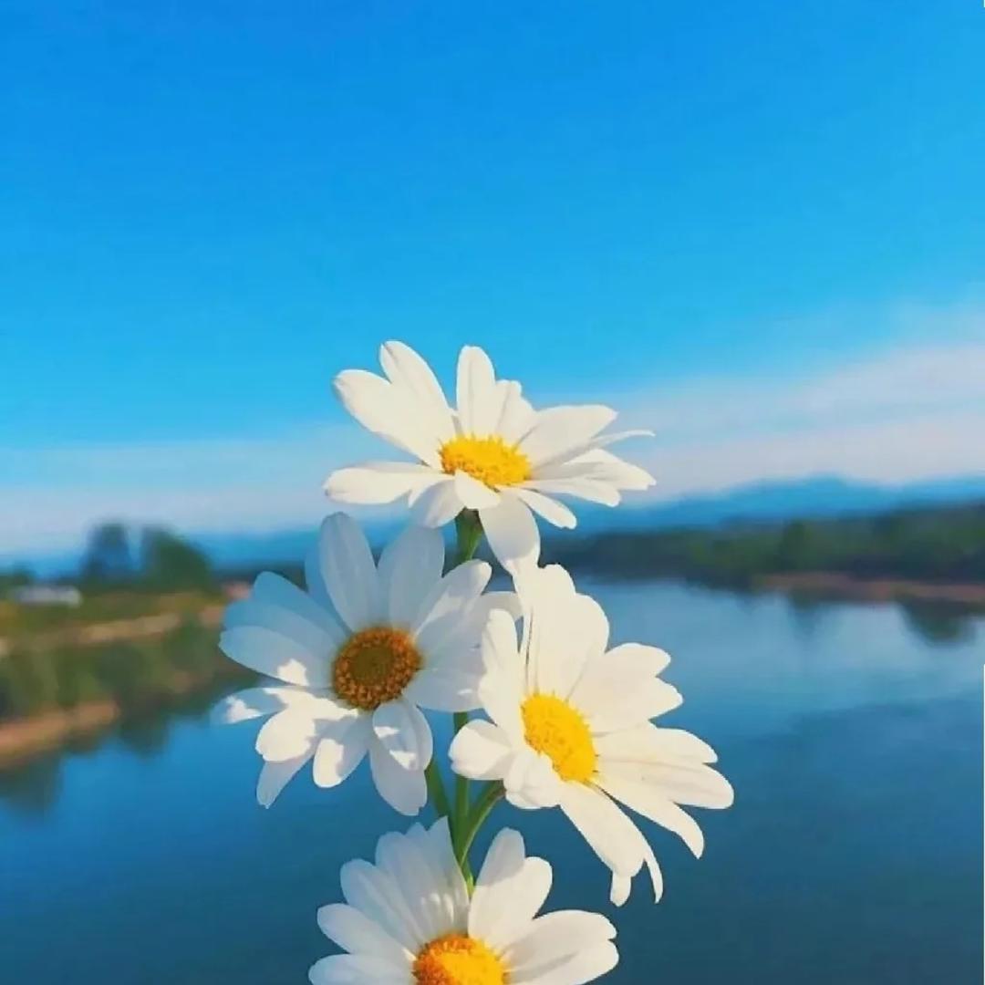 隋心，