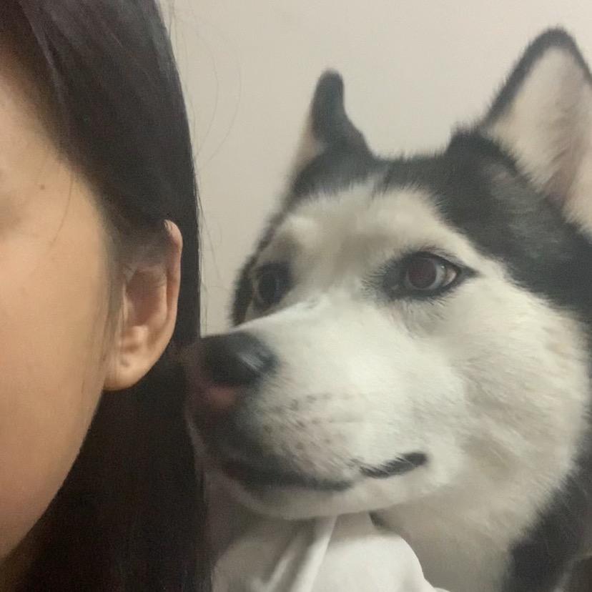 哈士奇 王爱国
