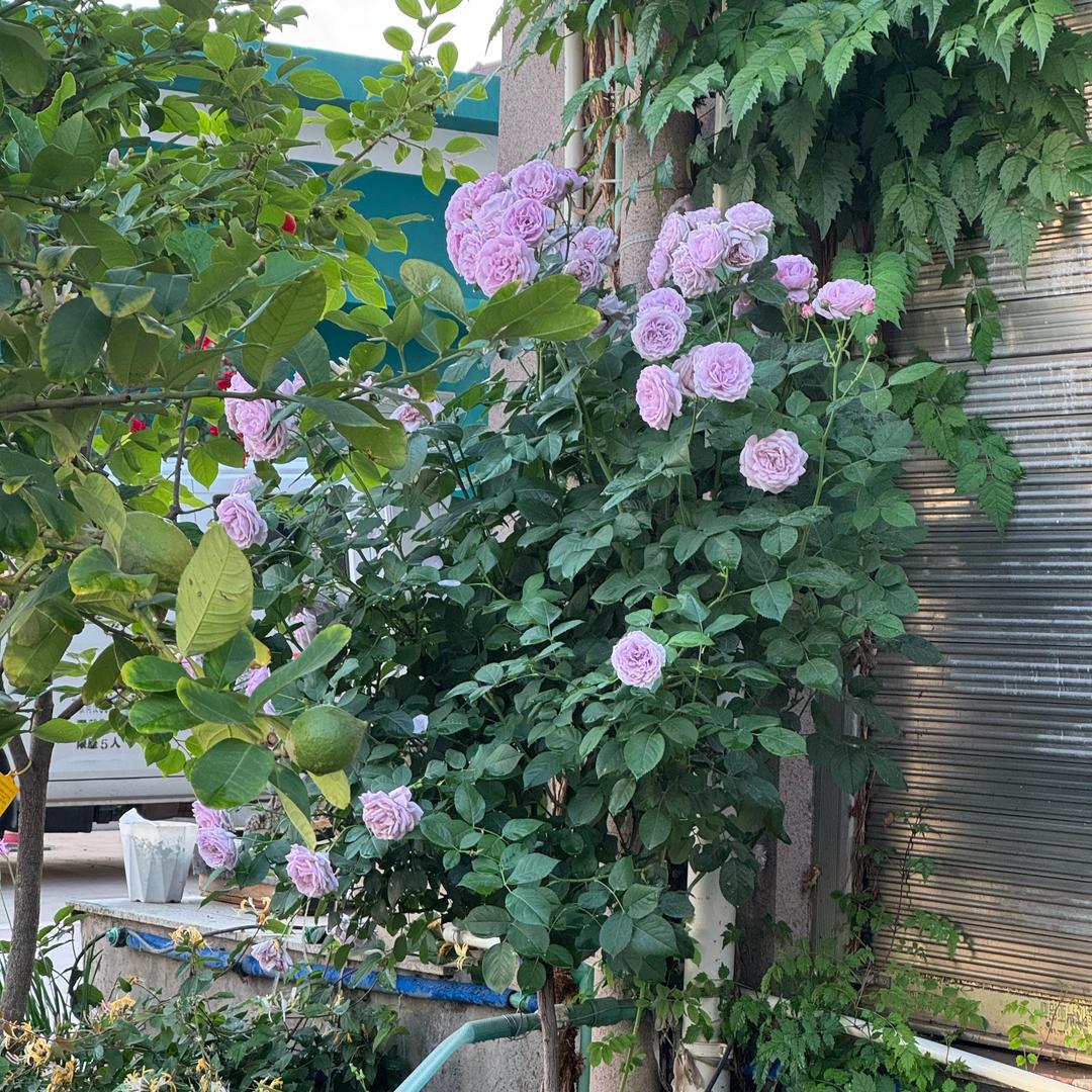 茉莉🍋‍🟩