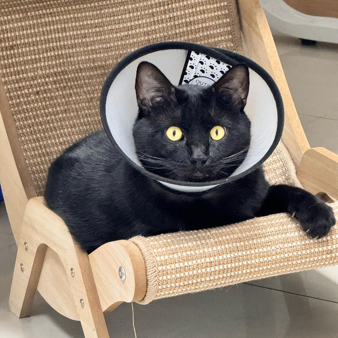 小黑小白和小黄