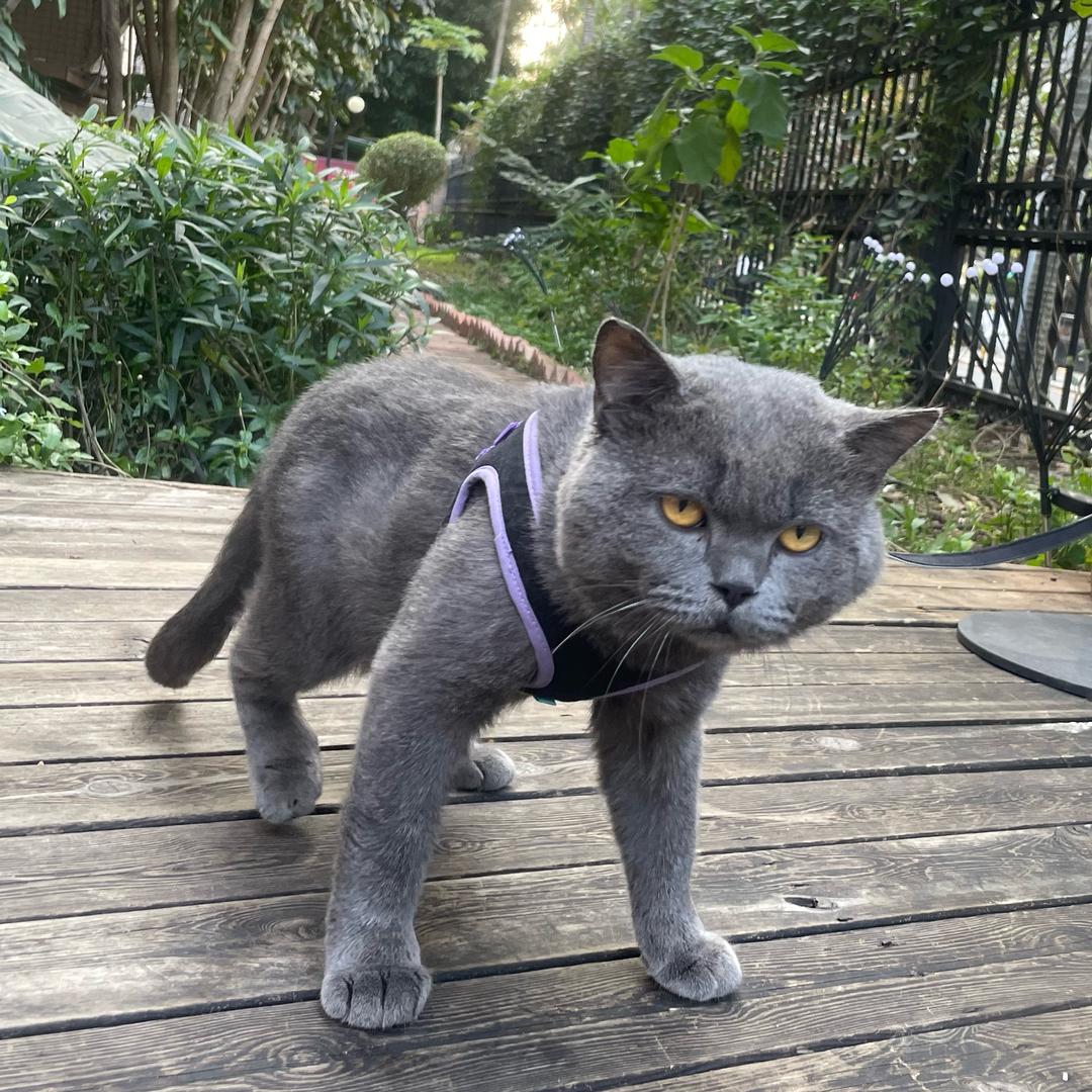 我有三只猫