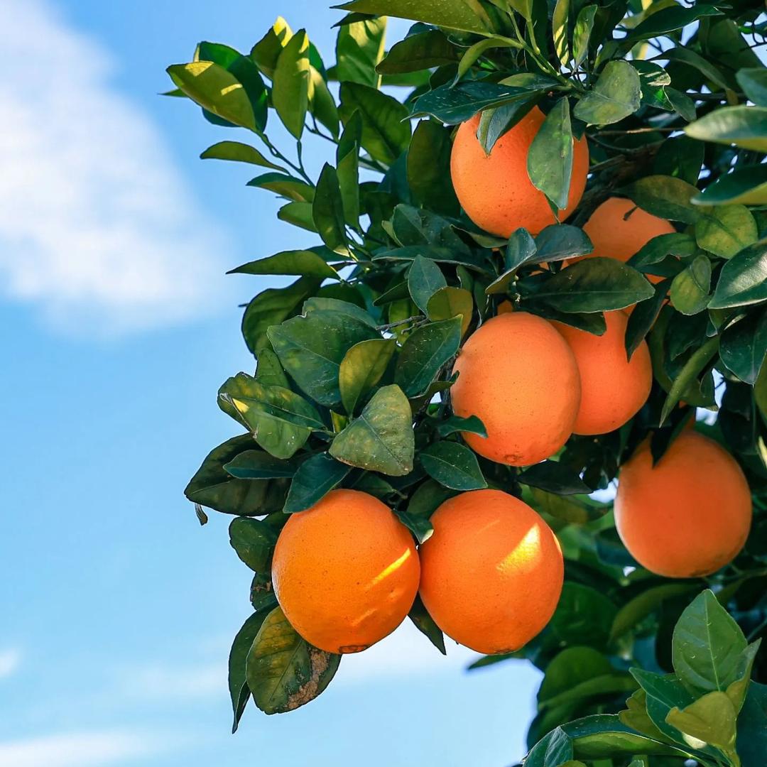 一颗橙子🍊