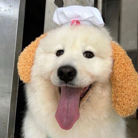 美味大厨👩‍🍳