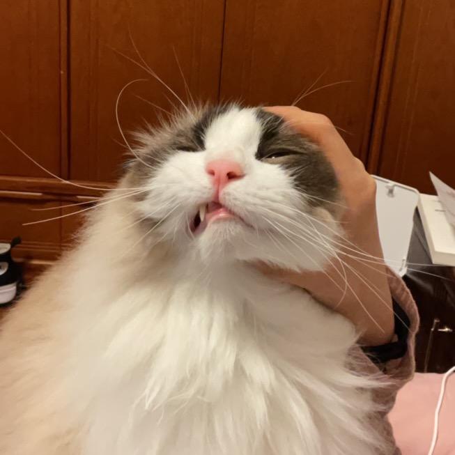 糖糖糖糖糖🐱