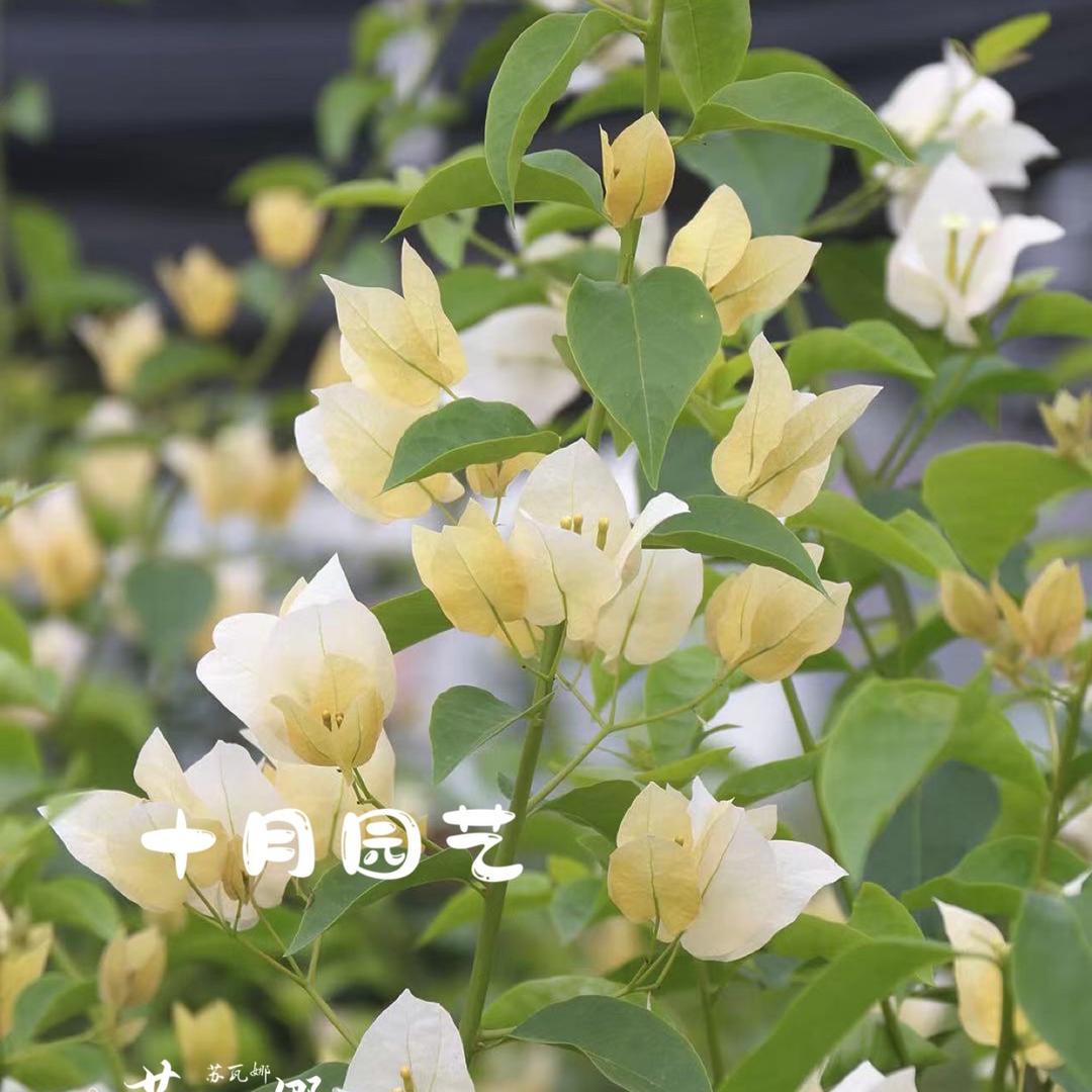 十月园艺场