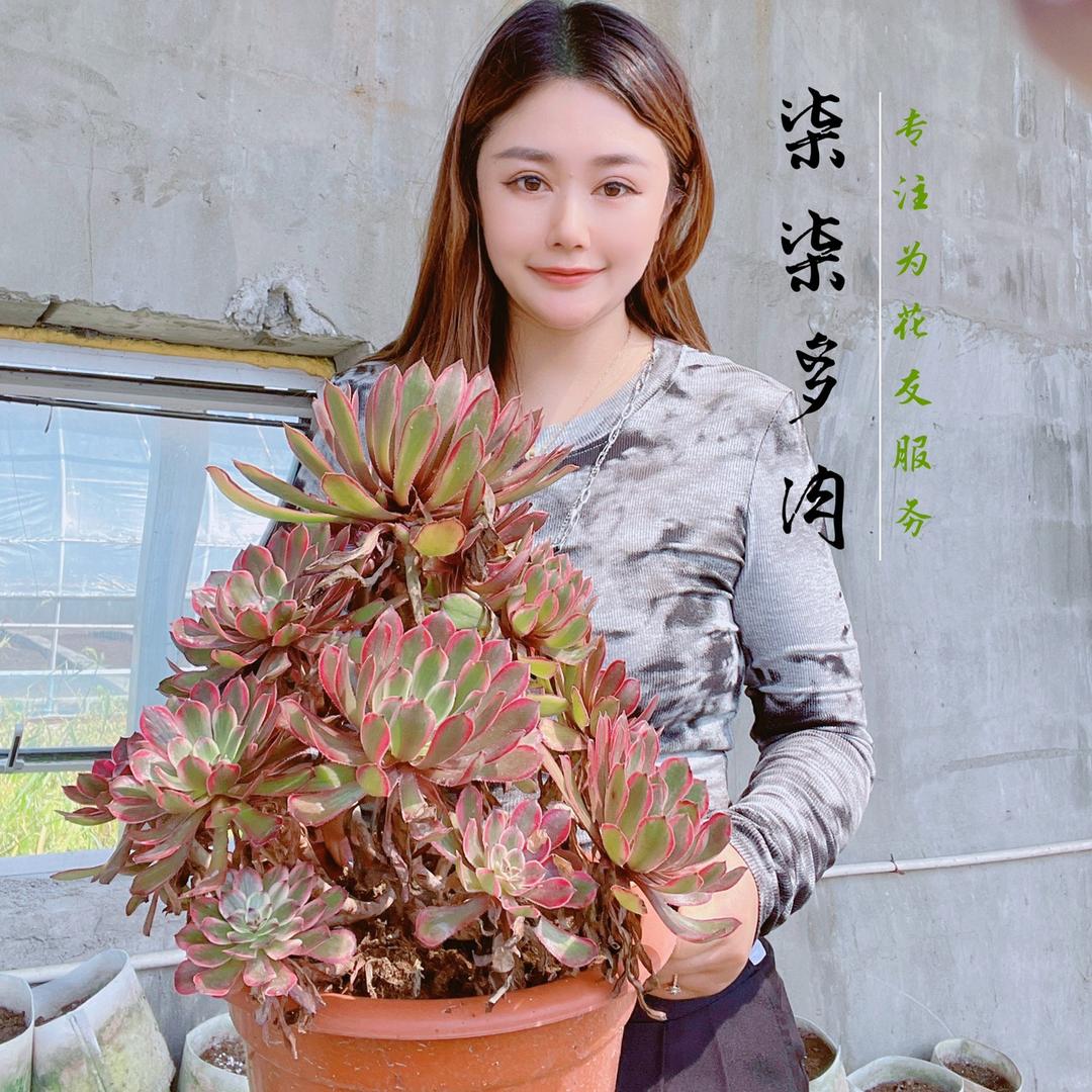 柒姐多肉园艺