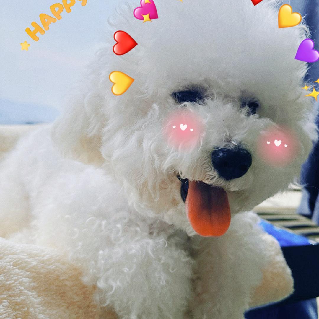 💗    爱的魔力转圈圈