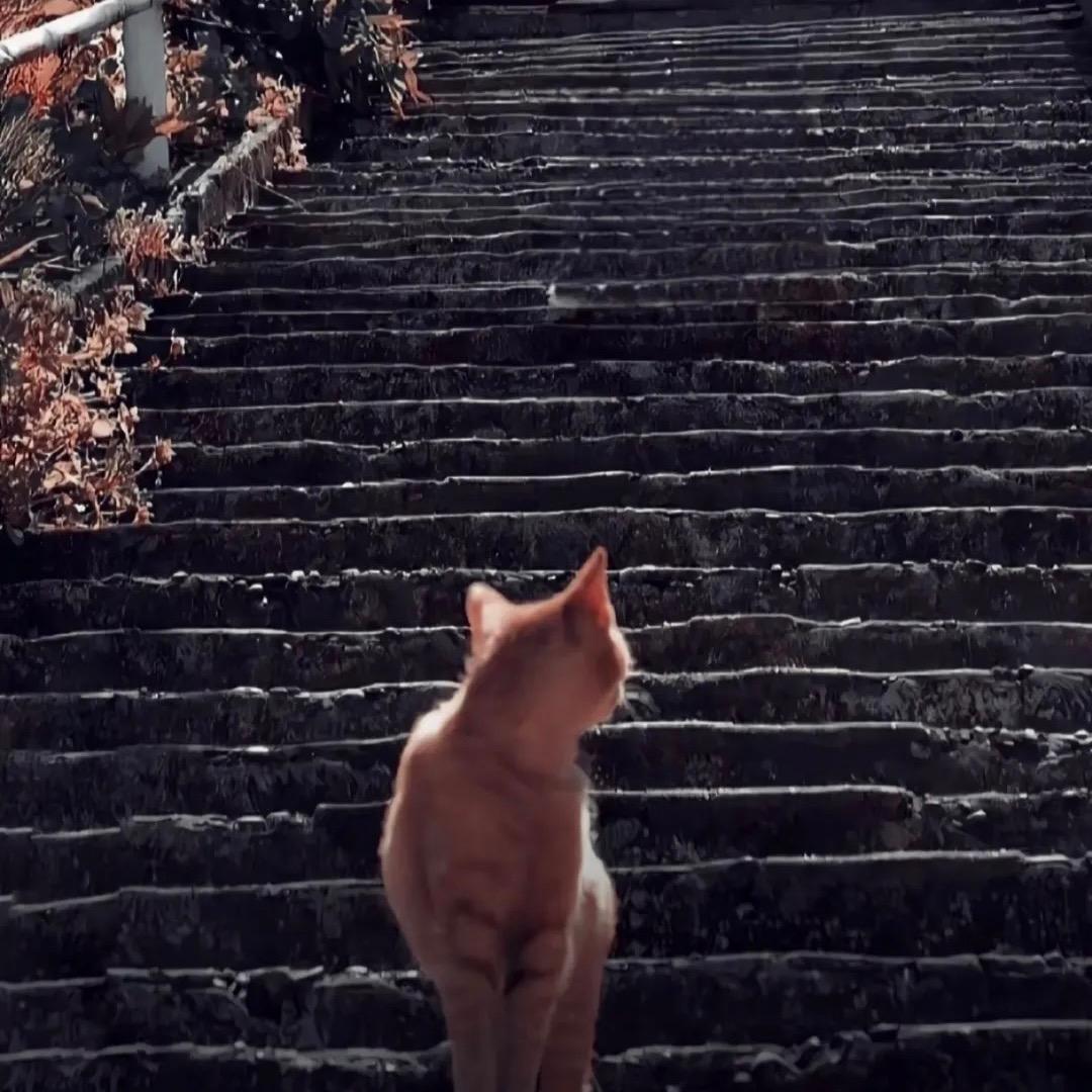 幸运小甜橘🍊