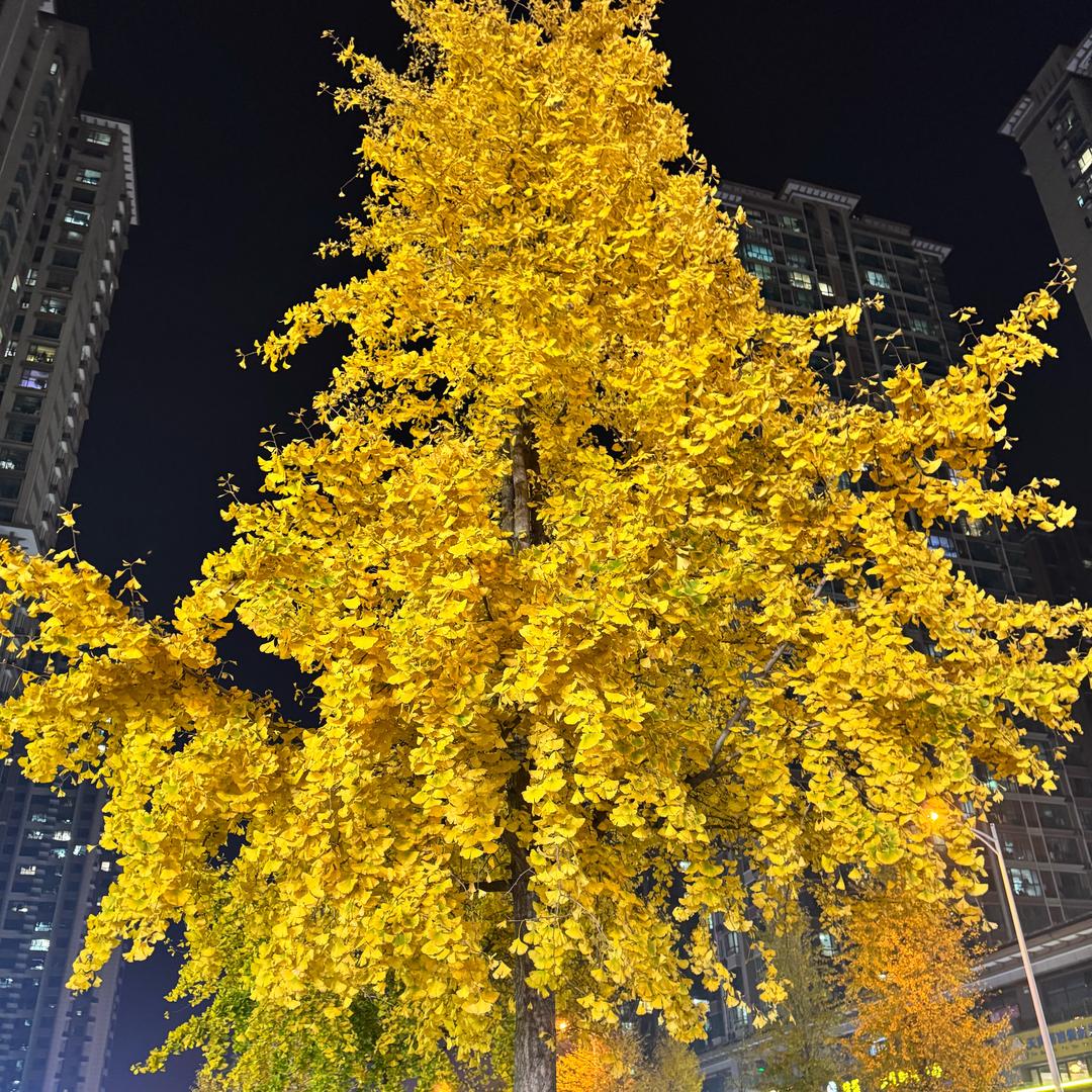 🎀沫沫家有好物🎀