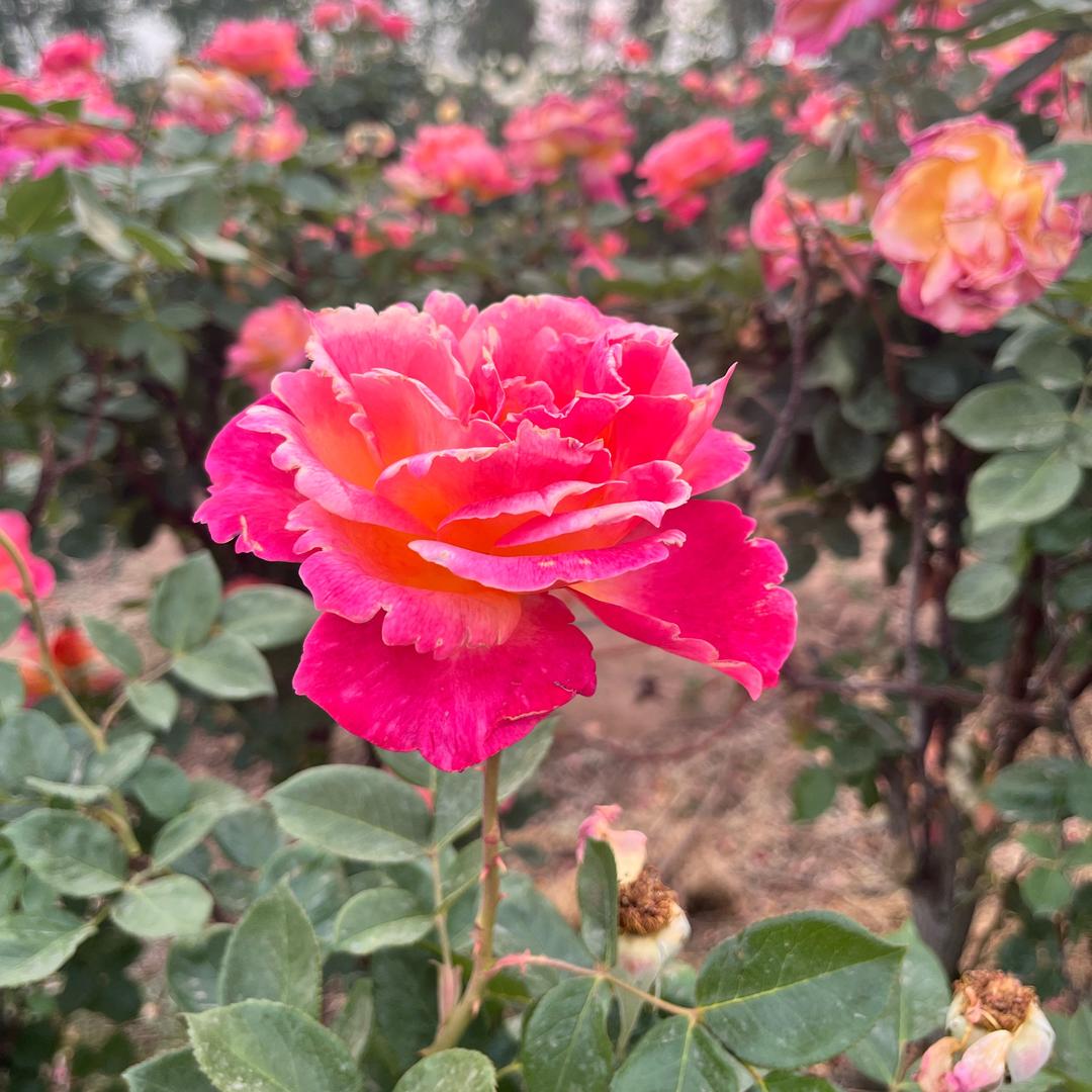 🌈家有三宝✨💫