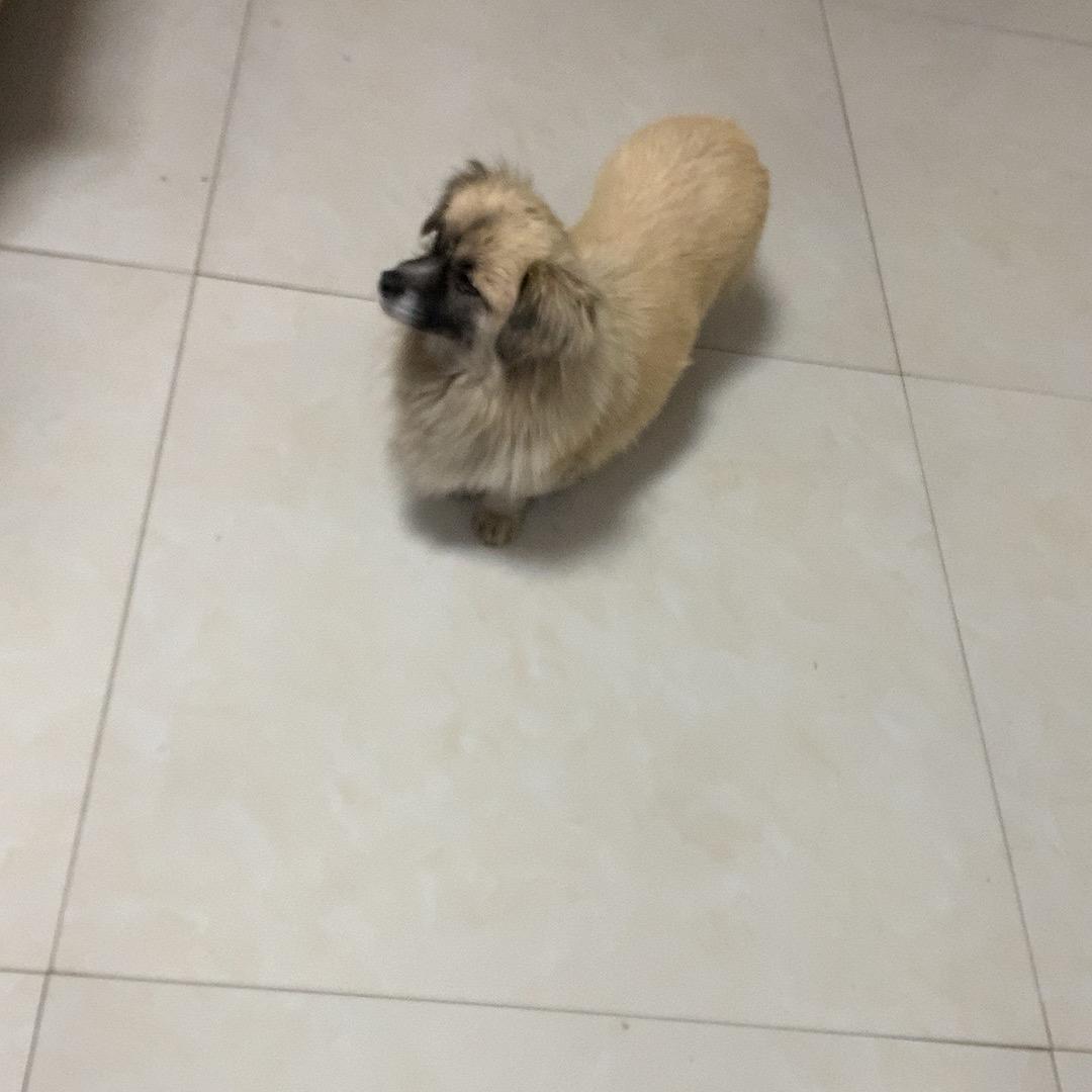 毛绒绒