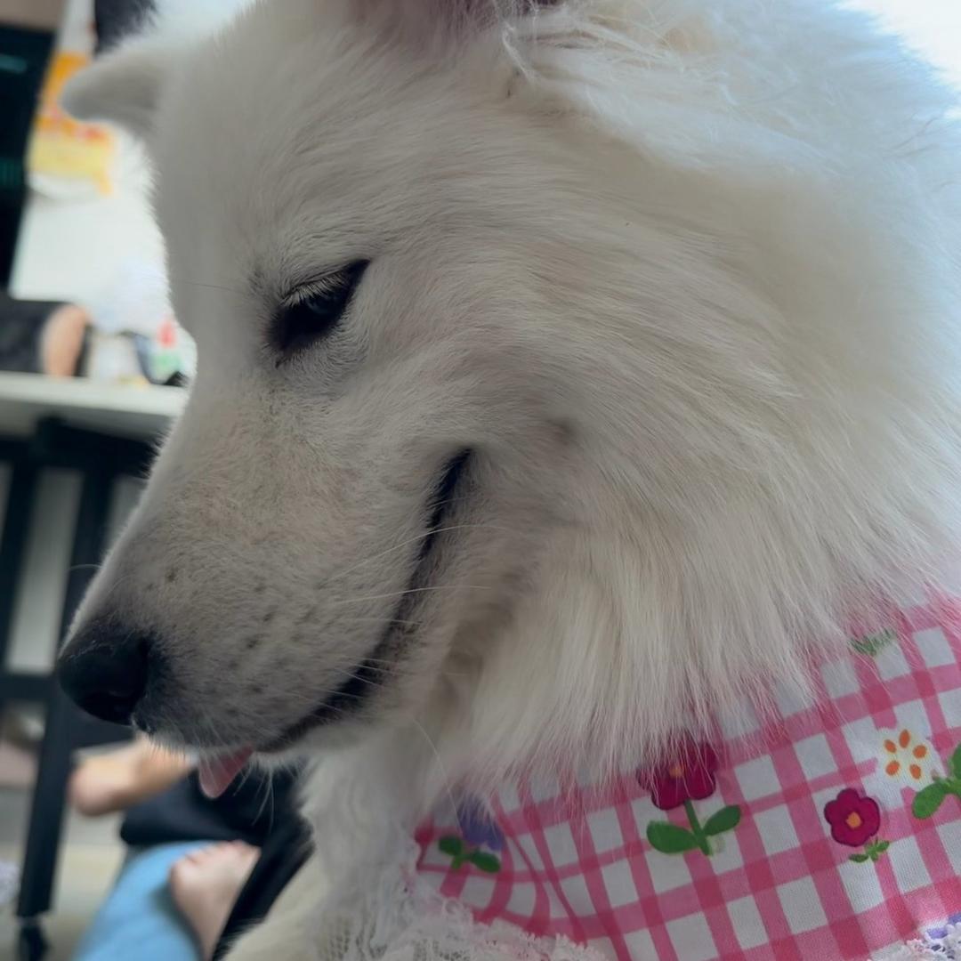 杭州临平租售张校长