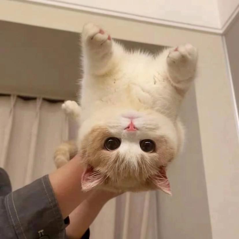 咕噜咕噜鱼