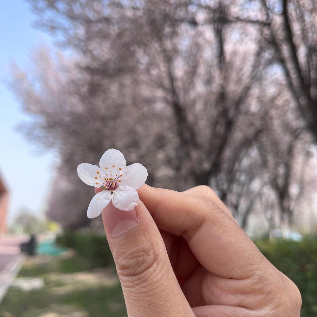 葫芦的胡