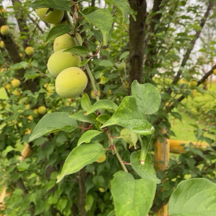 财神爷的心尖儿