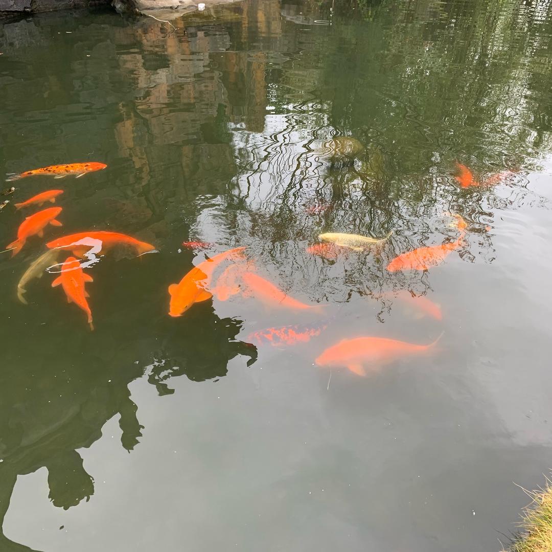 阿福