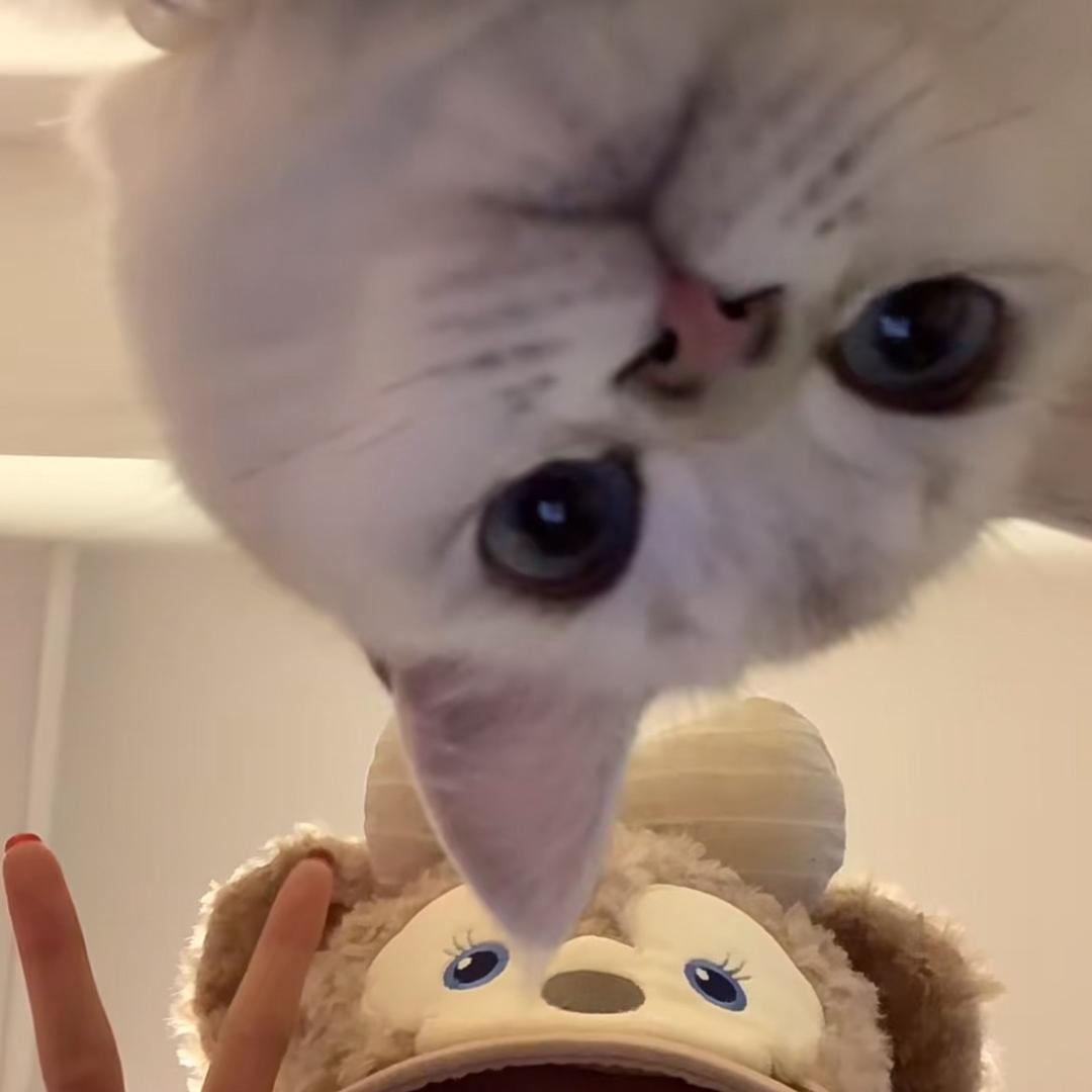 t。，