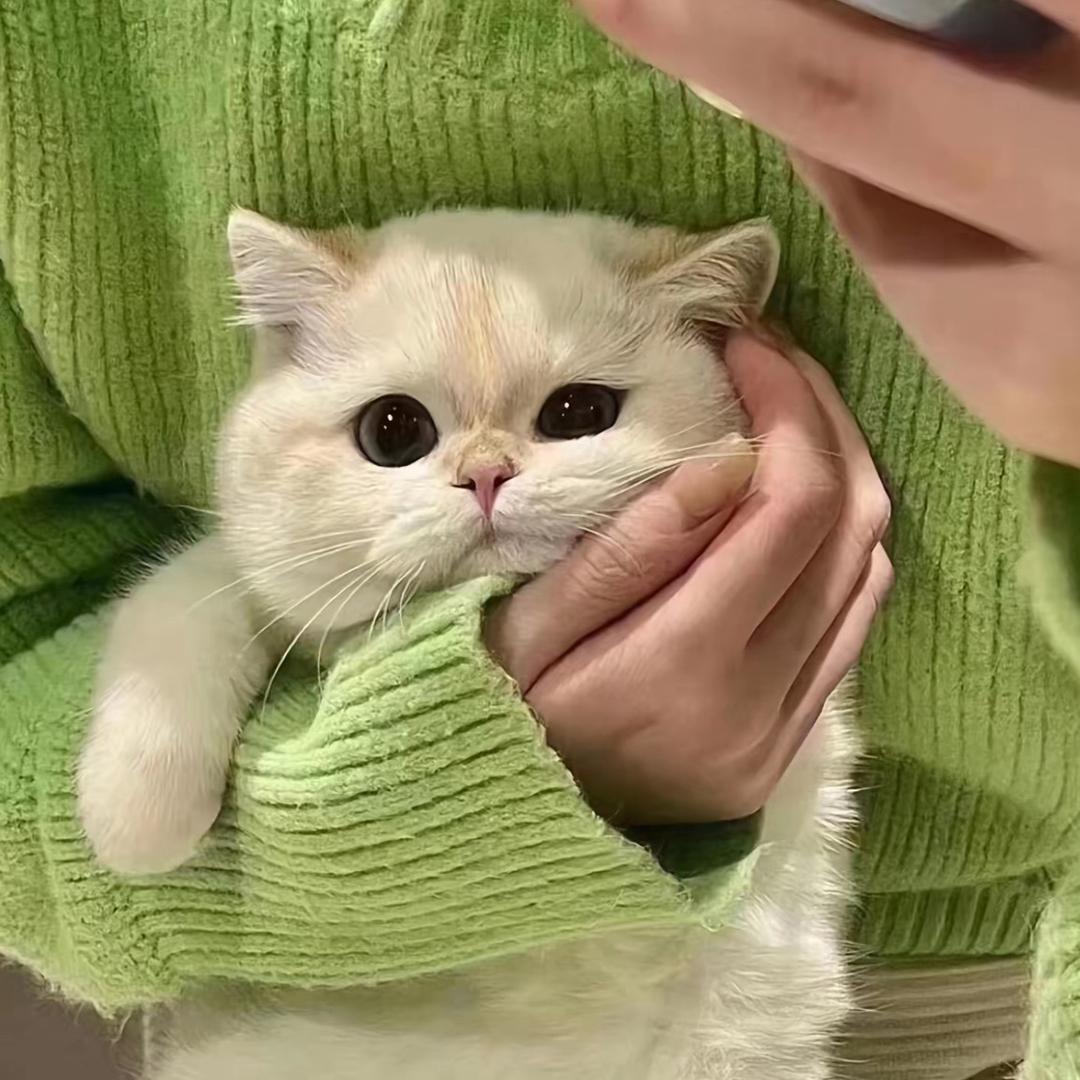 一颗减肥的椰子🥥