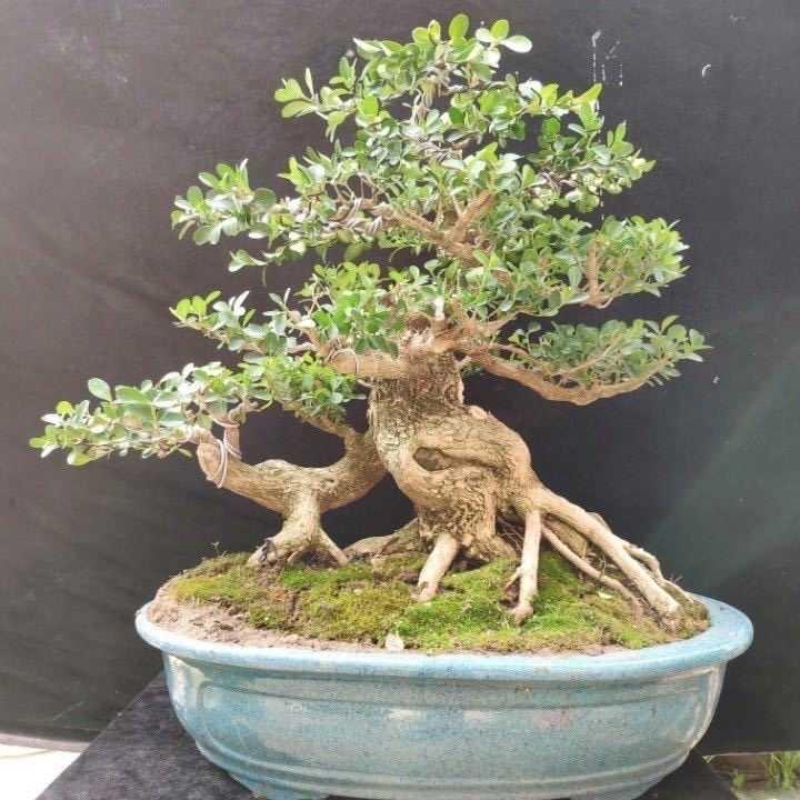 今生缘盆景园艺