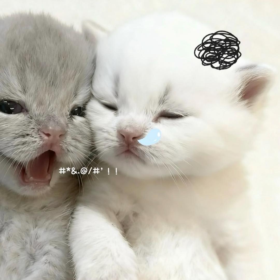 小舒文。