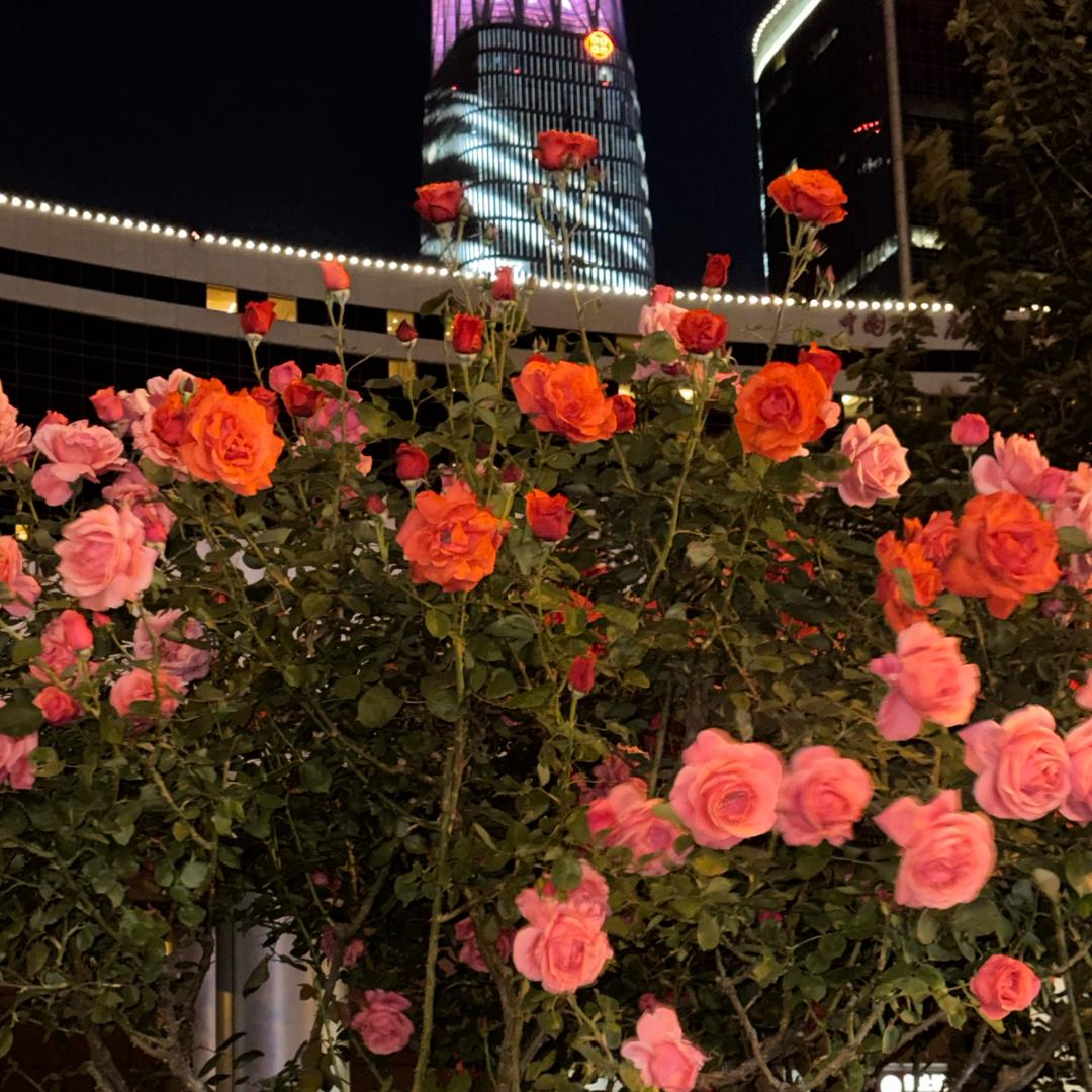 山茶花开在年糕里耶