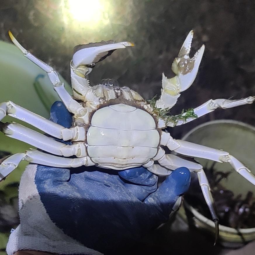 高淳大闸蟹