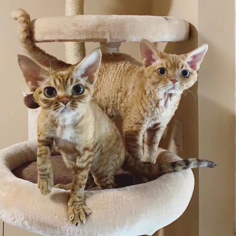 南京咪酷猫屋猫舍猫咪售卖店