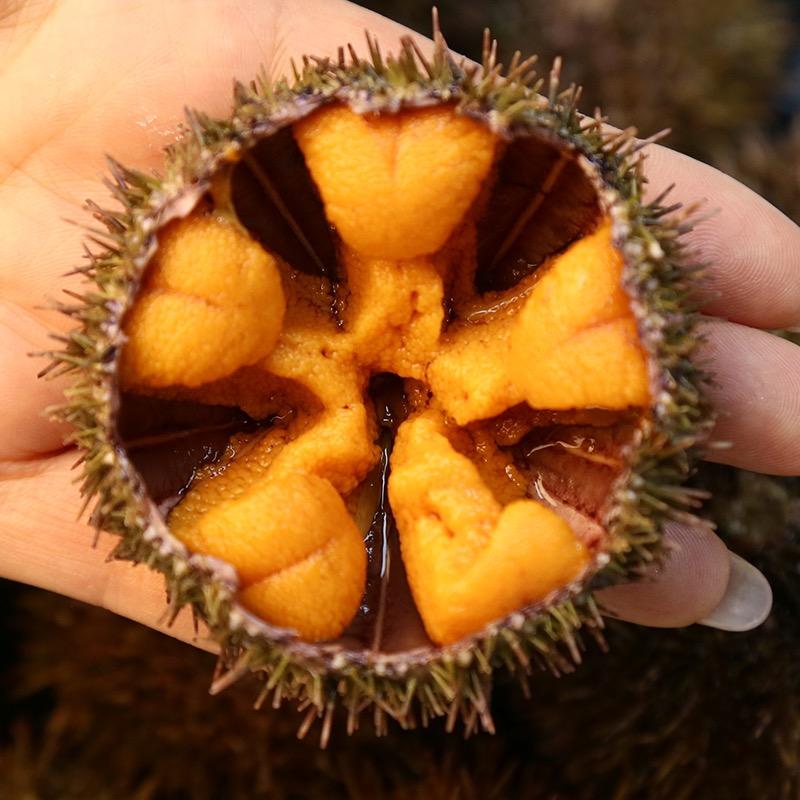 大连老丛海胆