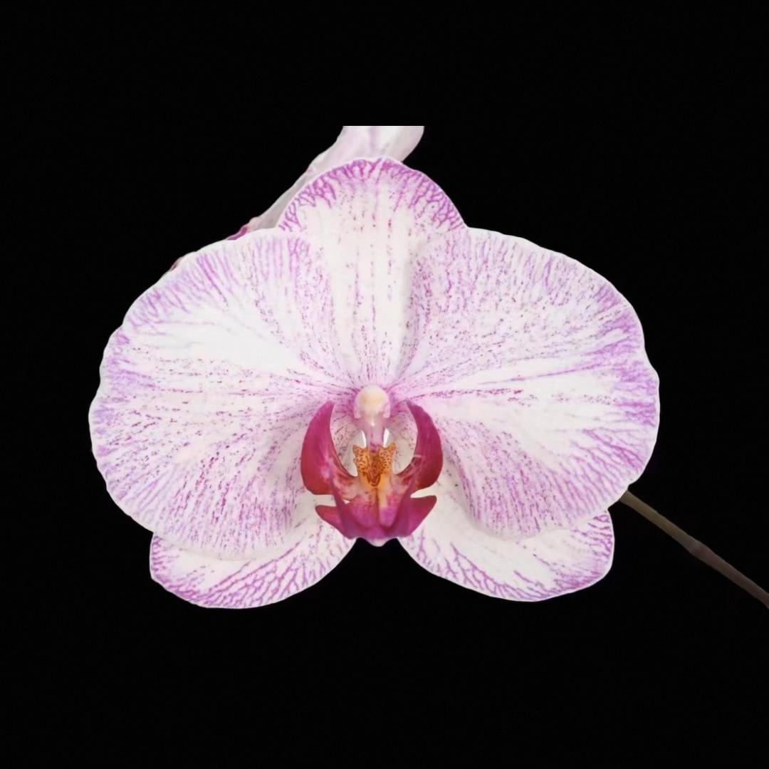 兰庭集序原生蝴蝶兰