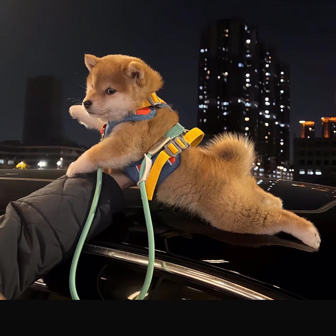 曾经的梦想