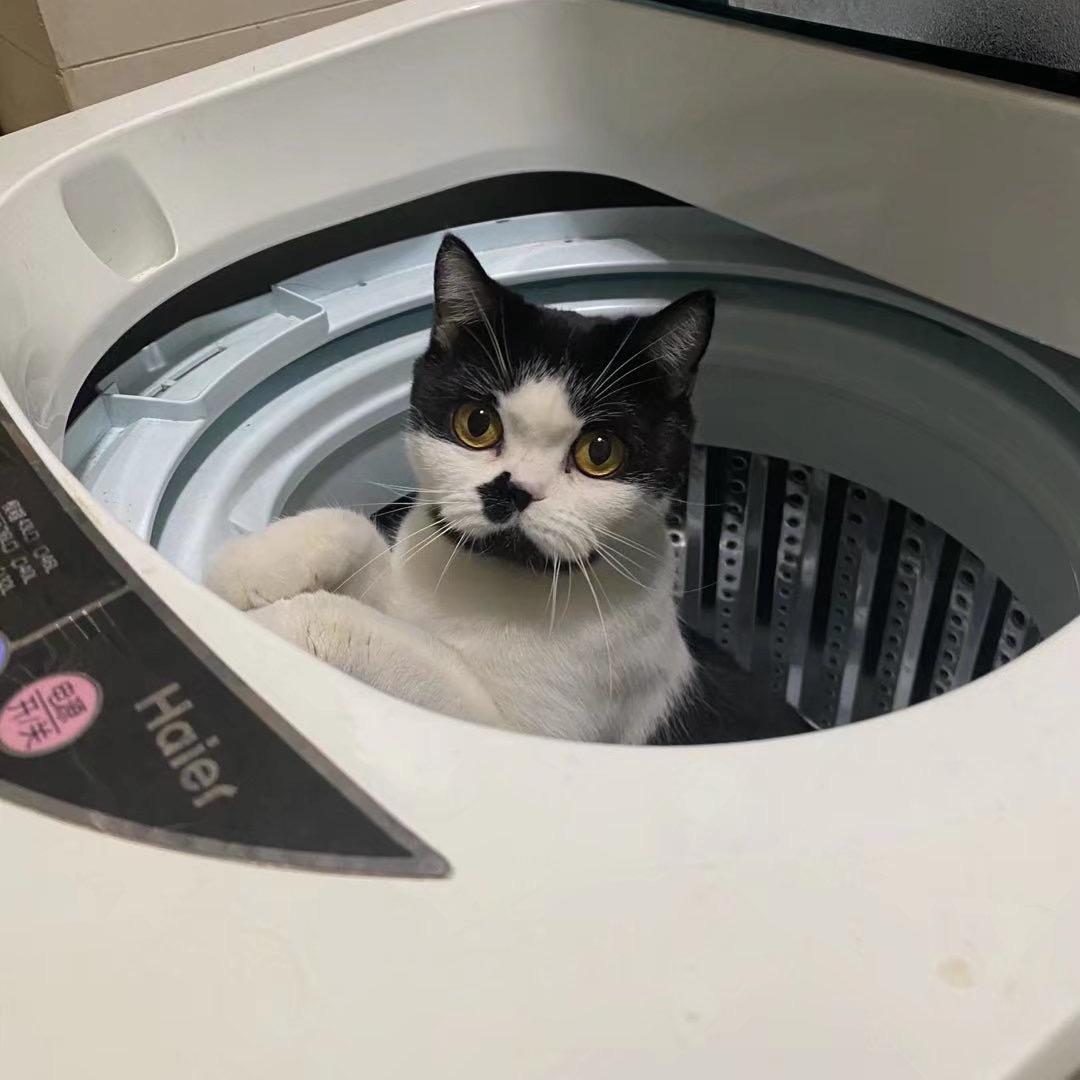 牛奶🐈头像