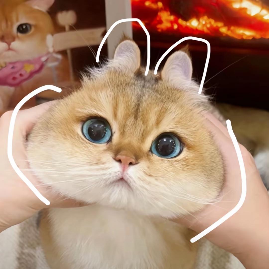 兔一丝🐰（减肥版）