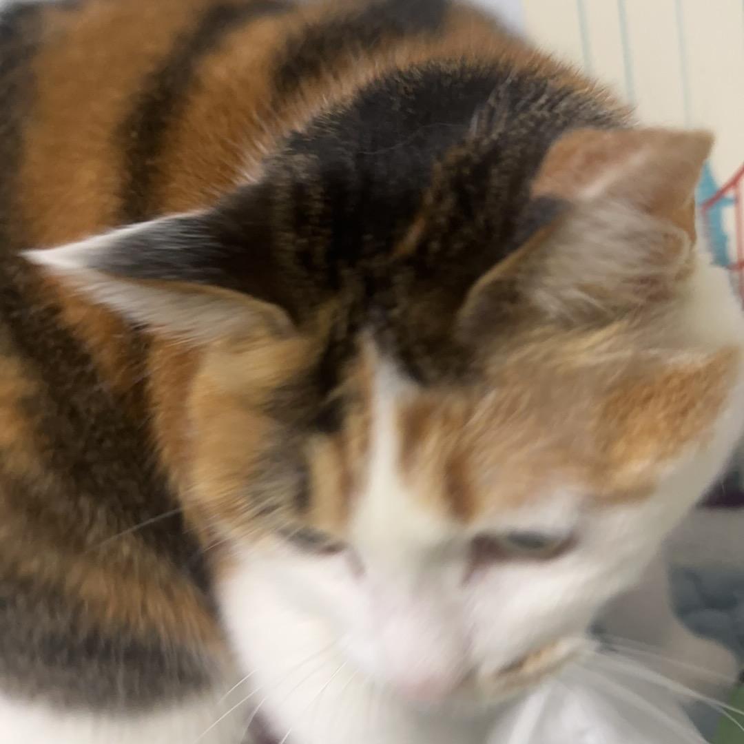 愛始織