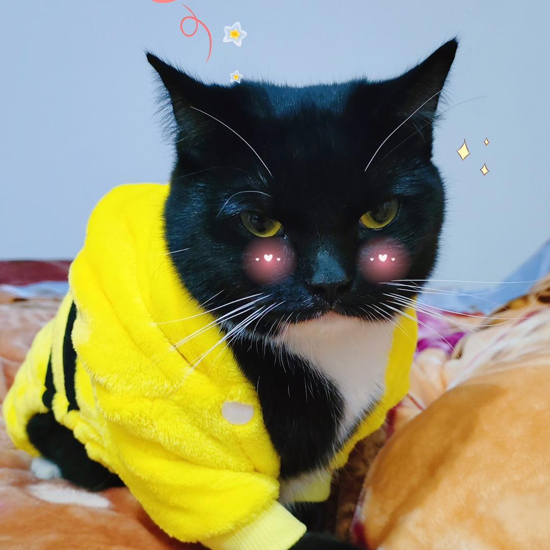 🐱🍔🍟头像