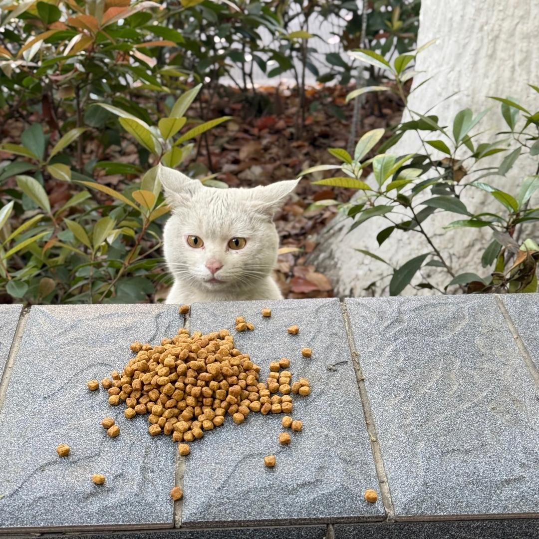 林晓蕾