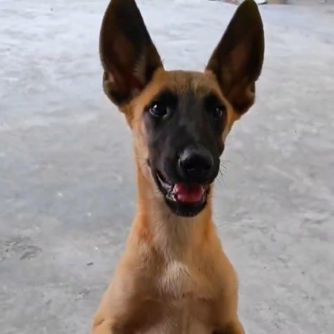 萌犬代购 专业淘狗 诚心天下