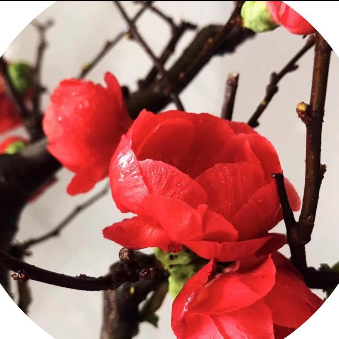 芒果啊长