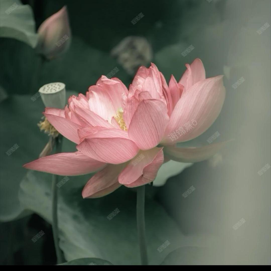 Zhuo Ga