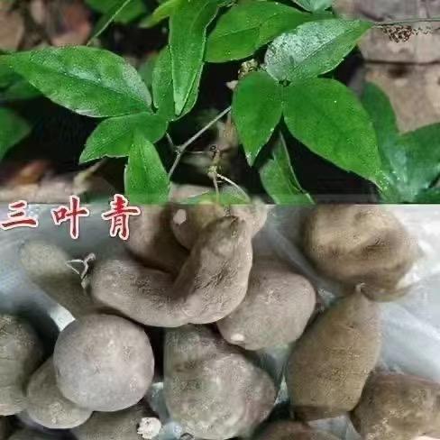 归圃苗木