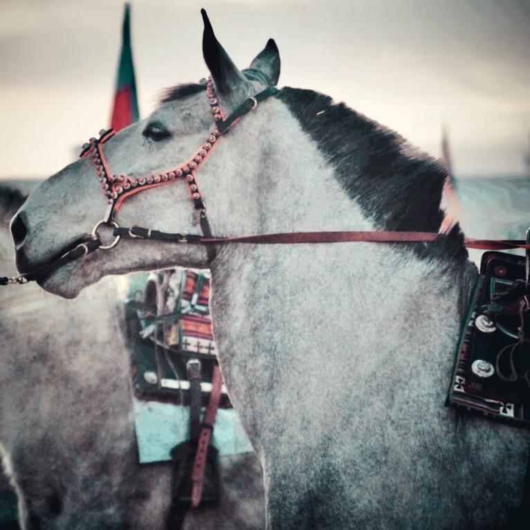 阿里八泰车行罗丹