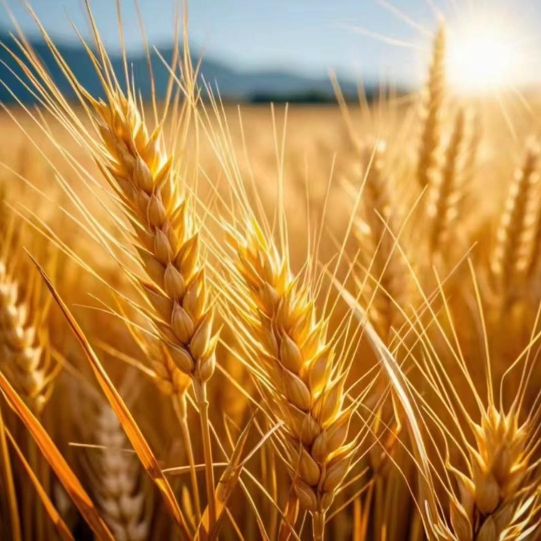 衣心衣意的橱窗